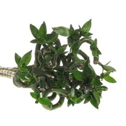 Jungle Bamboe grün Lucky 70cm 