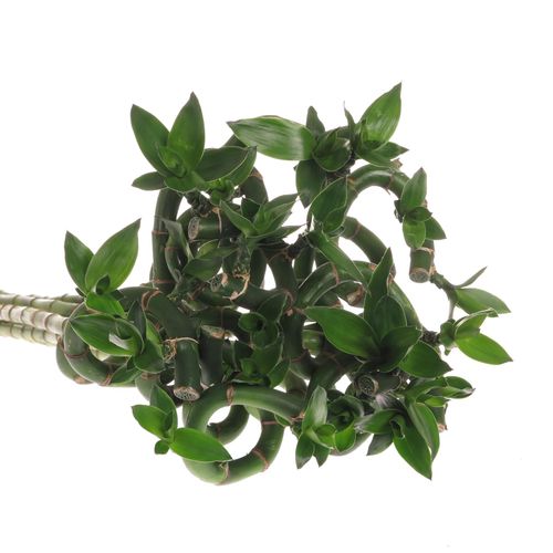 Jungle Bamboe grün Lucky 70cm 
