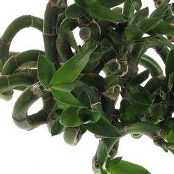 Jungle Bamboe grün Lucky 70cm 