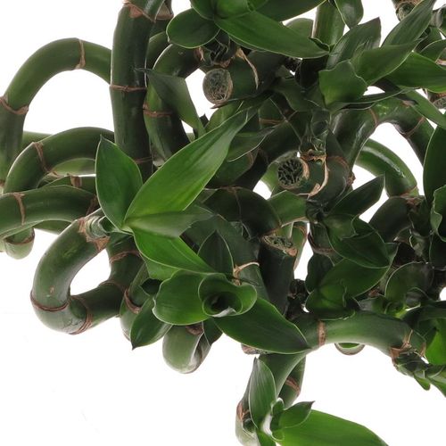 Jungle Bamboe grün Lucky 70cm 