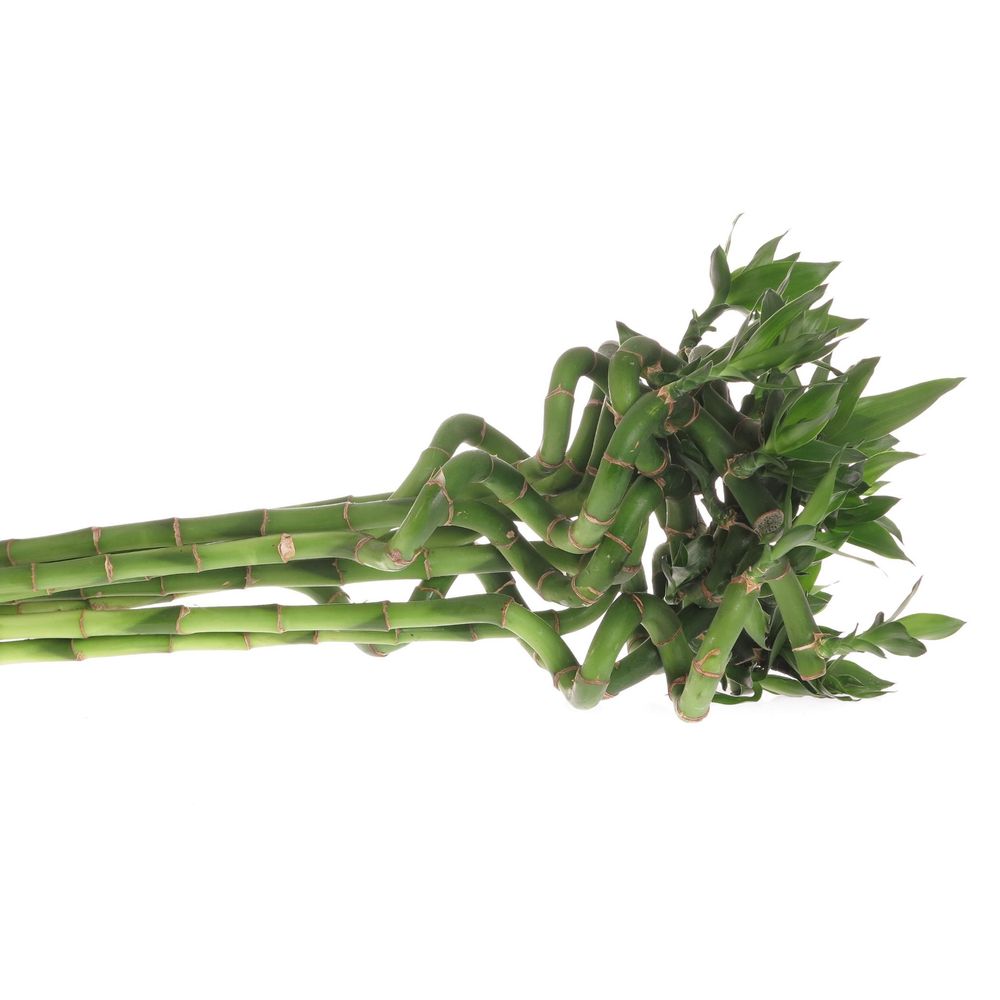 Jungle Bamboe grün Lucky 70cm 