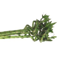 Jungle Bamboe grün Lucky 70cm 