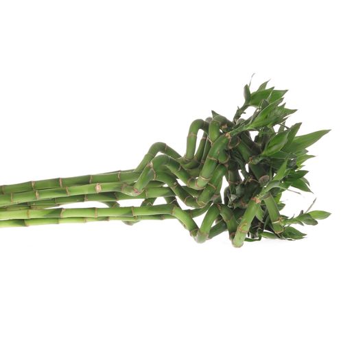 Jungle Bamboe grün Lucky 70cm 