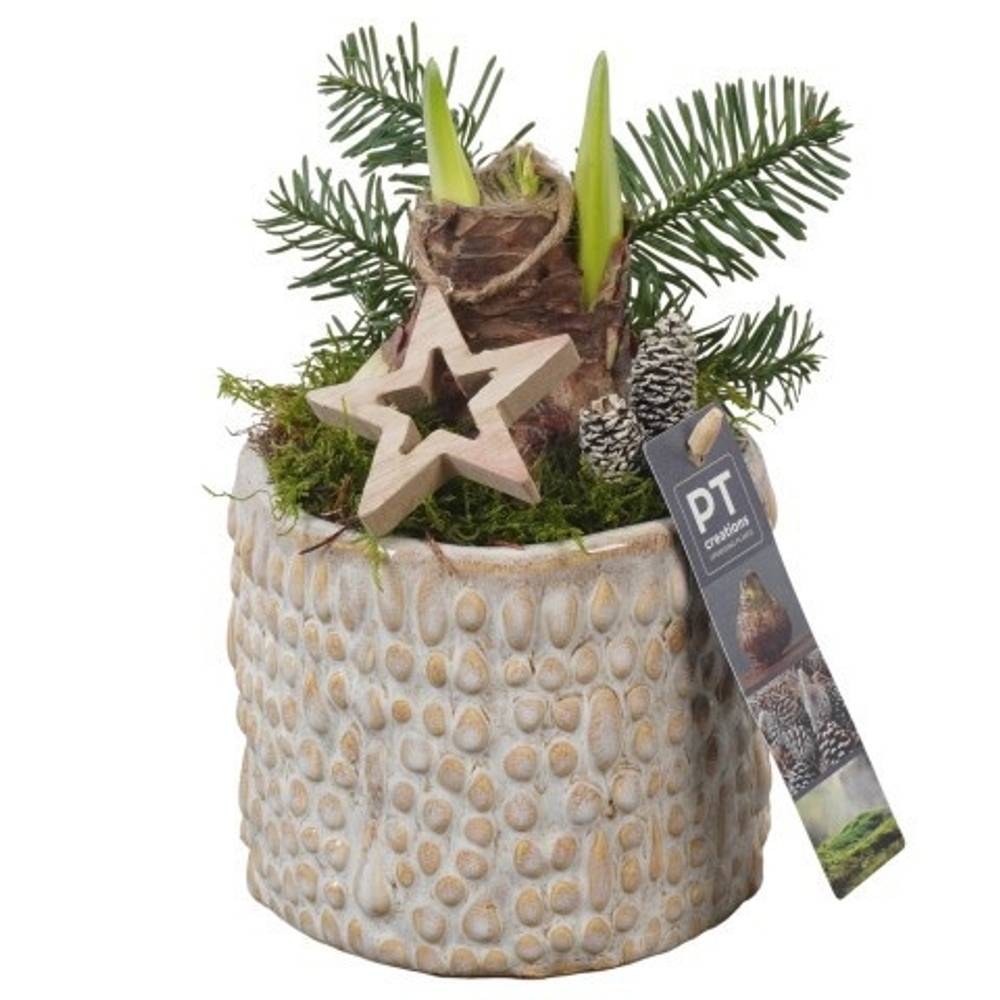 Amaryl.Arr PTACH5824 rote Bl. Weihnachten T13 H022