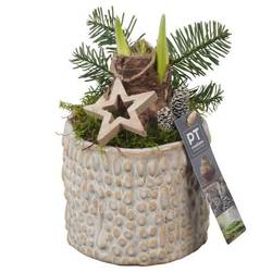 Amaryl.Arr PTACH5824 rote Bl. Weihnachten T13 H022