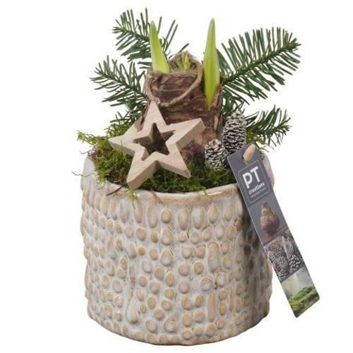 Amaryl.Arr PTACH5824 rote Bl. Weihnachten T13 H022