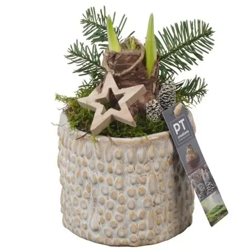 Amaryl.Arr PTACH5824 rote Bl. Weihnachten T13 H022