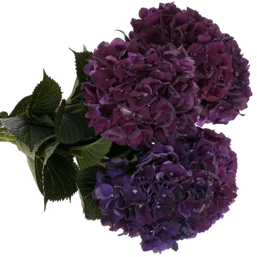 Hortensie dunkel lila Rubyred Bol 17cm 60cm