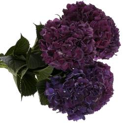 Hortensie dunkel lila Rubyred Bol 17cm 60cm