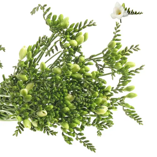 Freesie weiss Avenue 20 Gramm 50cm