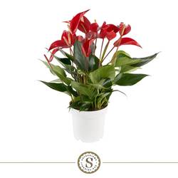 Anthurium rot Mille Fleurs T14 H050