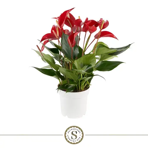Anthurium rot Mille Fleurs T14 H050