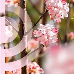 Viburnum Bod. Charles Lamont T19 H050