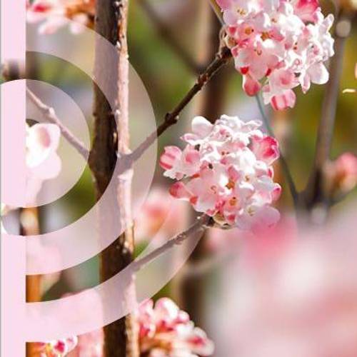 Viburnum Bod. Charles Lamont T19 H050