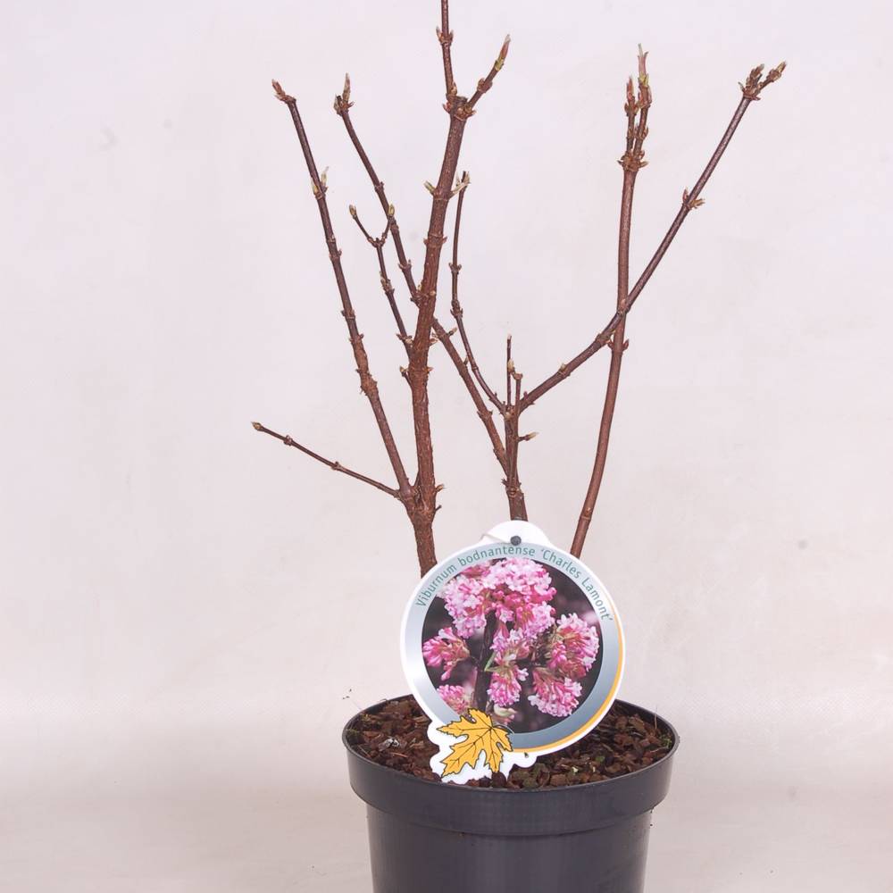 Viburnum Bod. Charles Lamont T19 H050