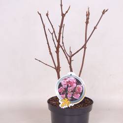 Viburnum Bod. Charles Lamont T19 H050