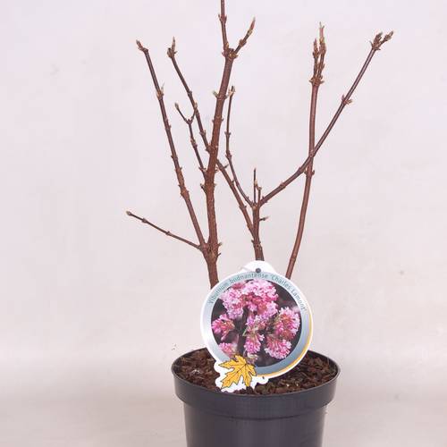 Viburnum Bod. Charles Lamont T19 H050