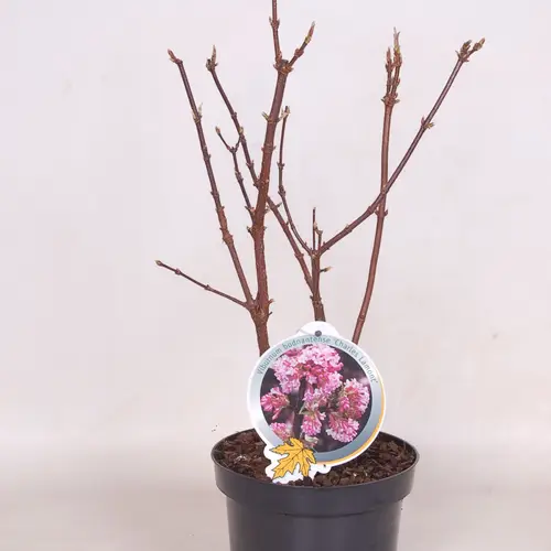 Viburnum Bod. Charles Lamont T19 H050
