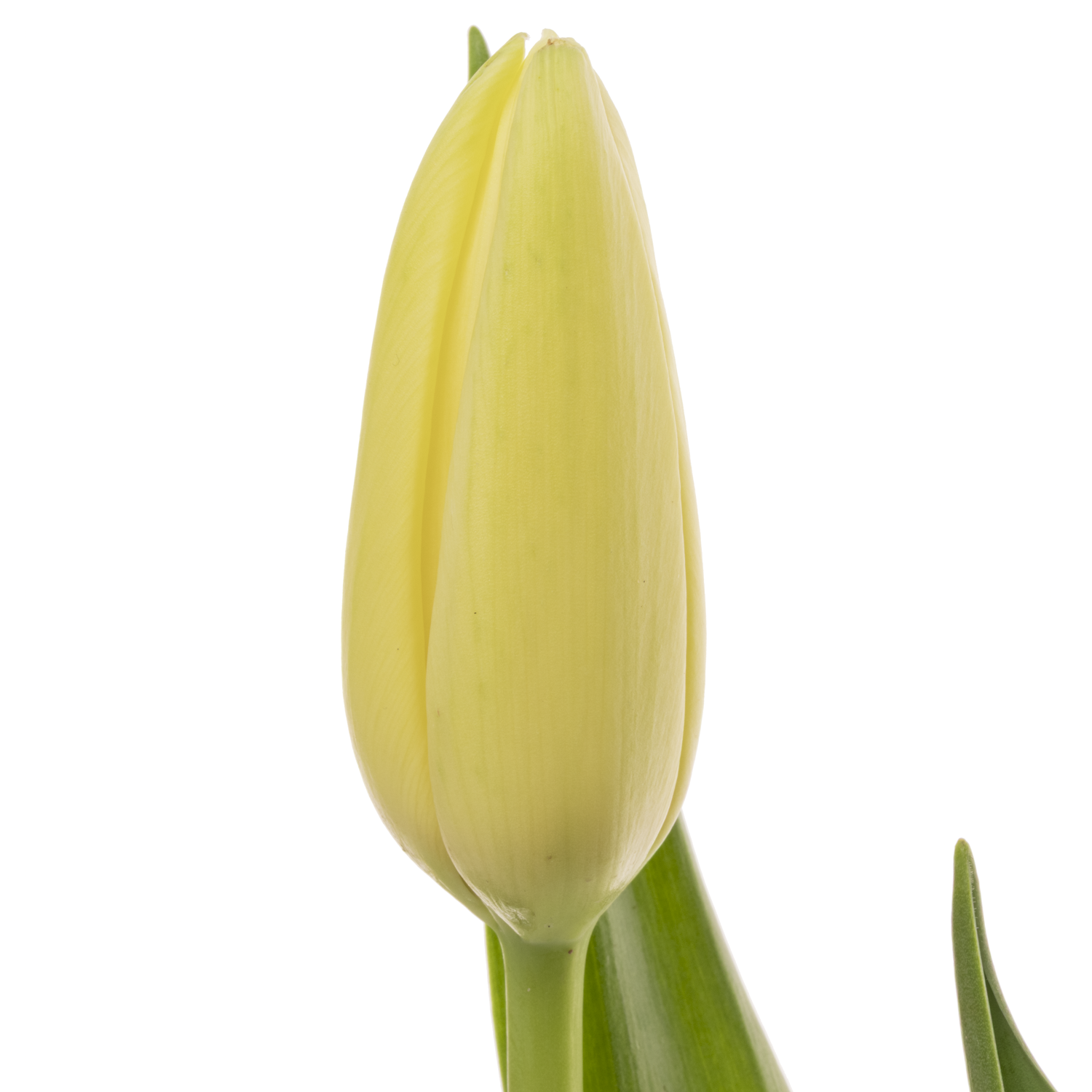 Franz.weiss/creme Proud 58 Gramm 60cm