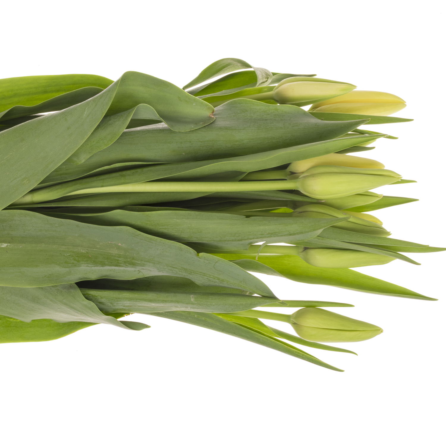 Franz.weiss/creme Proud 58 Gramm 60cm