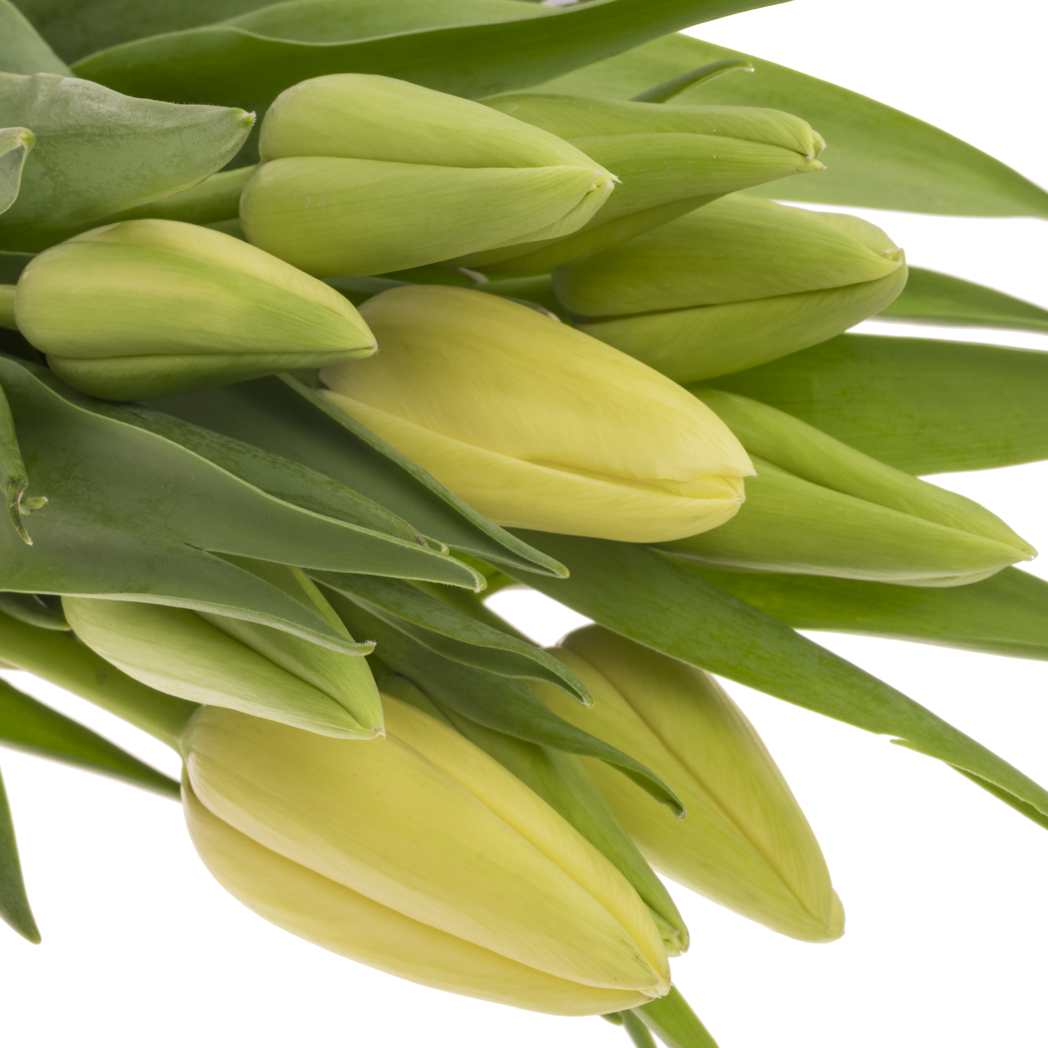 Franz.weiss/creme Proud 58 Gramm 60cm