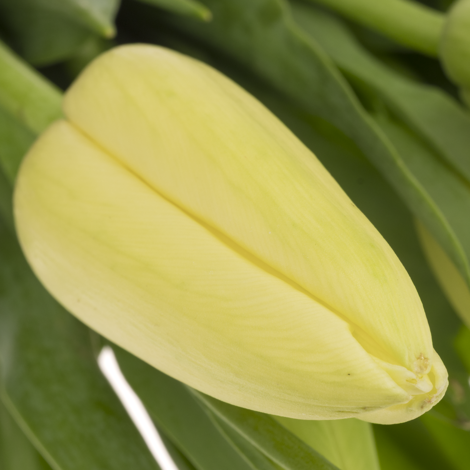 Franz.weiss/creme Proud 58 Gramm 60cm