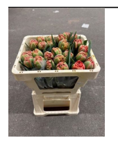 Tulpe orange/rot Limerick 50 Gramm