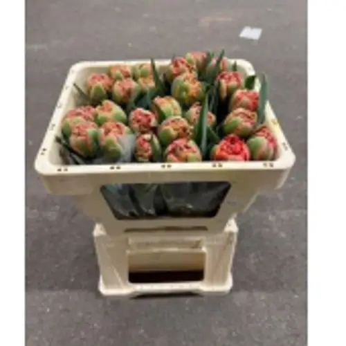 Tulpe orange/rot Limerick 50 Gramm