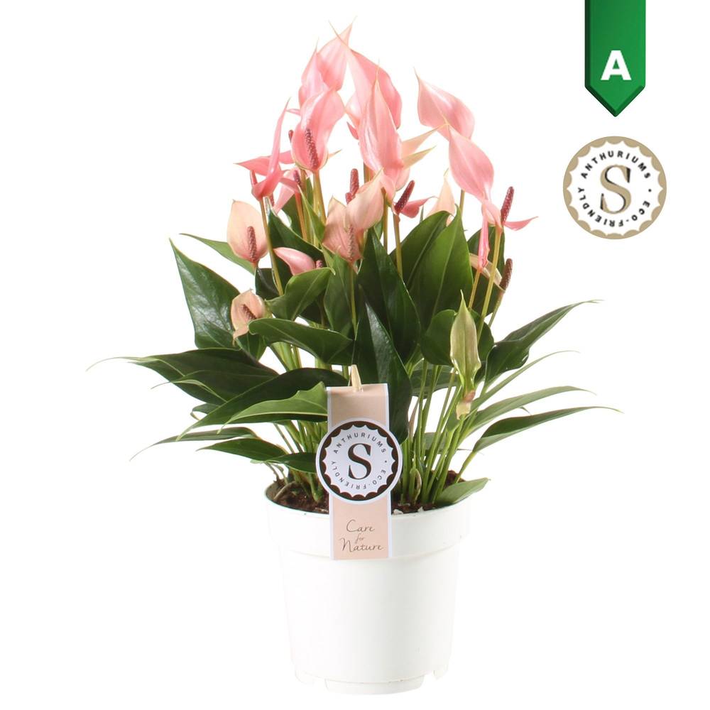 Anthurium rosa Lili T14 H045
