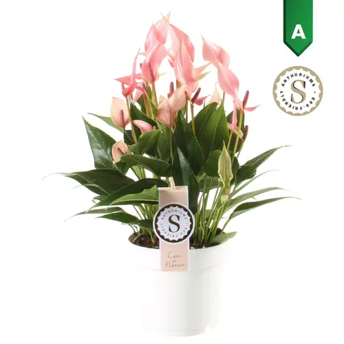 Anthurium rosa Lili T14 H045