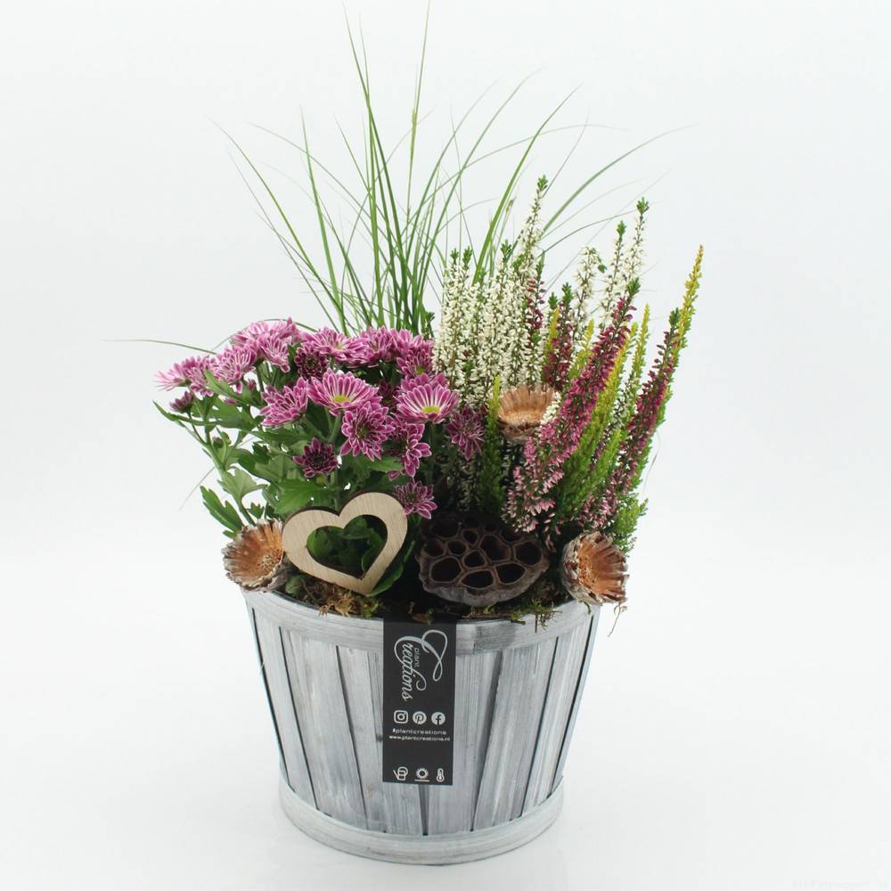 Garten.Arr-2510 Allerheiligen T23 H050