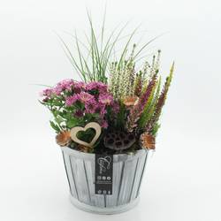 Garten.Arr-2510 Allerheiligen T23 H050