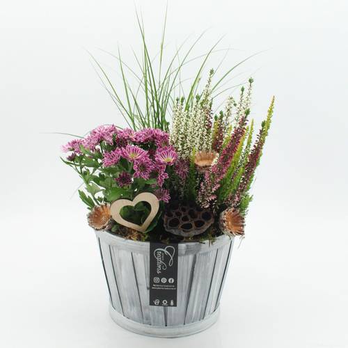 Garten.Arr-2510 Allerheiligen T23 H050