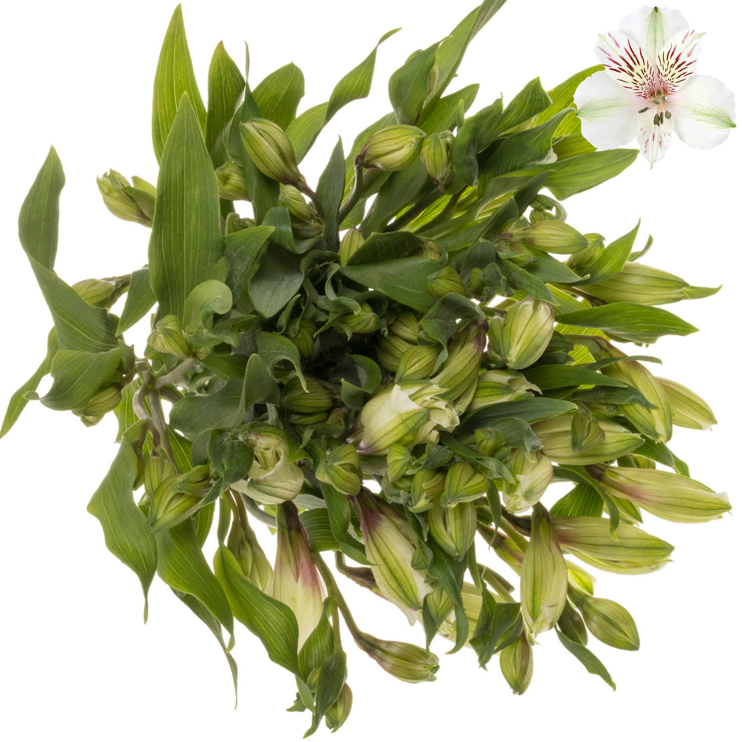 Alstroemerie weiss Himalaya 40 Gramm 60cm