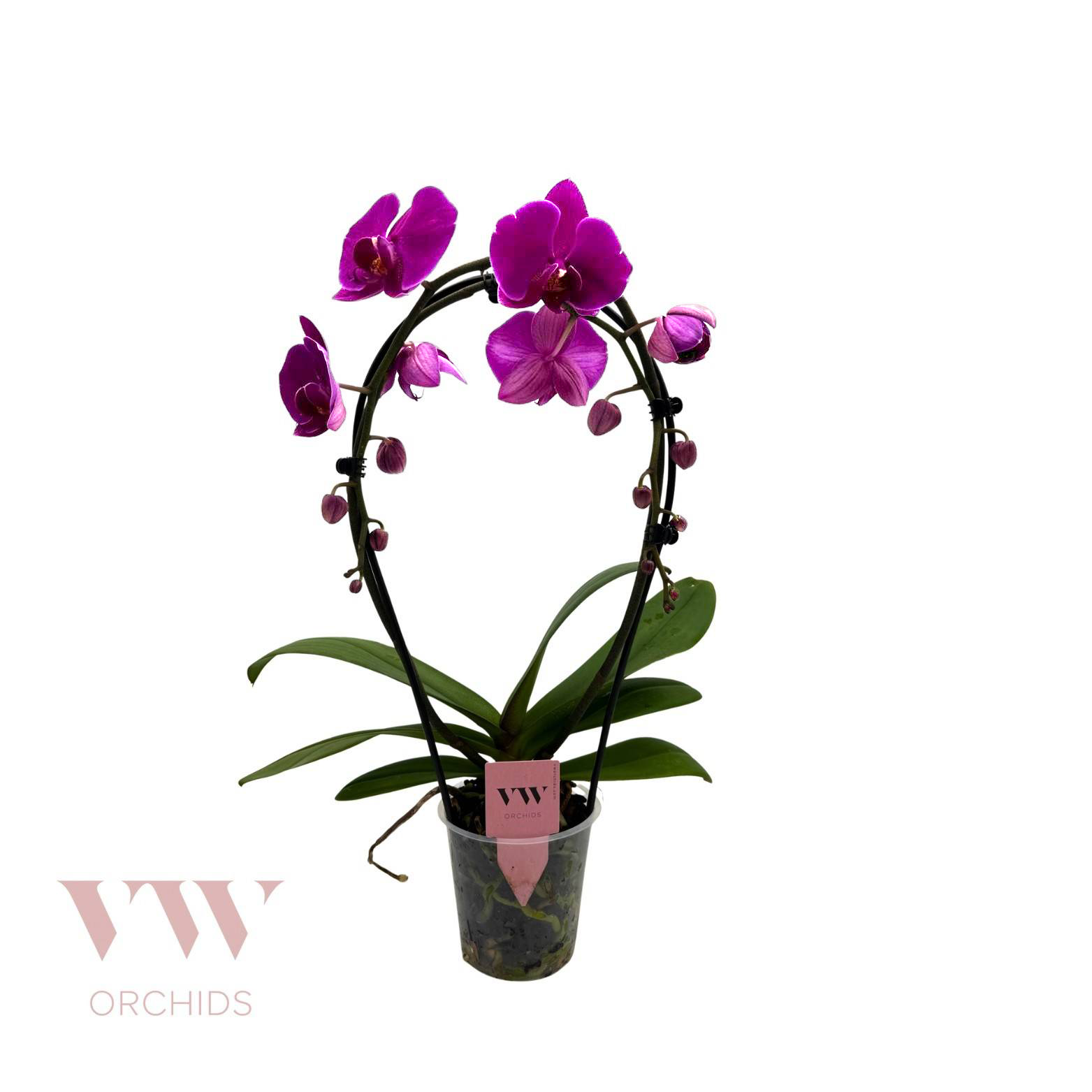 Phal.2-R lila Spiegelbogen T12 H045