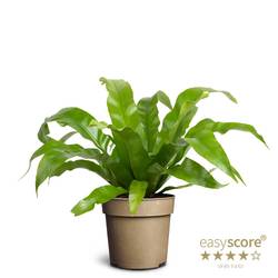 Asplenium Antiquum T11 H030