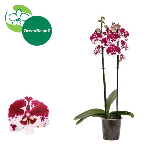 Phal.2-R Untold Stories T12 H055