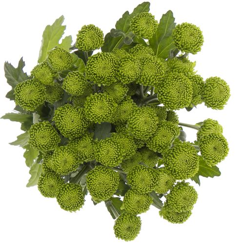 Chrys.Tros grün Deligreen 80 Gramm