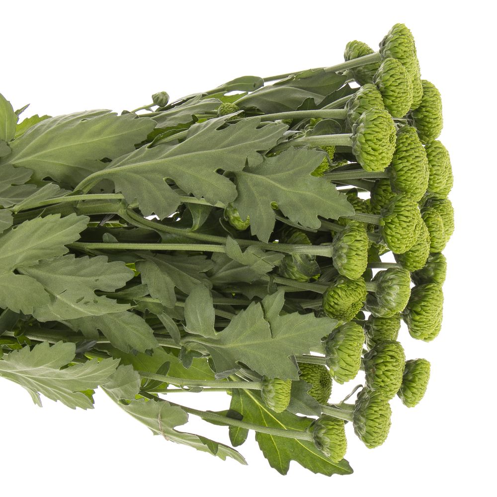 Chrys.Tros grün Deligreen 80 Gramm