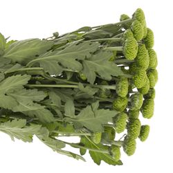 Chrys.Tros grün Deligreen 80 Gramm
