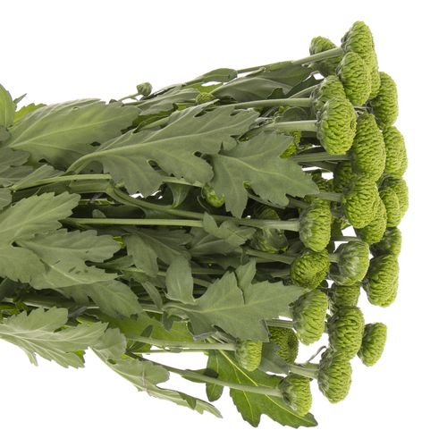 Chrys.Tros grün Deligreen 80 Gramm