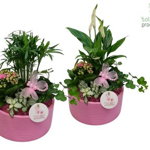 Kal.Arr mix Loes Pink T18 H035