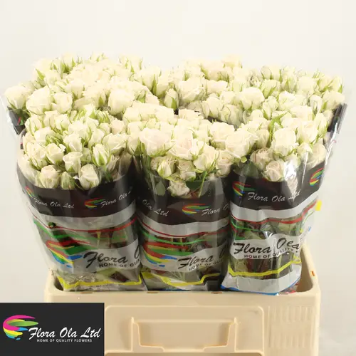 Rose verzweigt creme Sand Blossom 6+Blüte 60cm