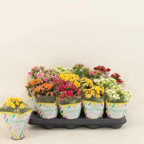 Kalanchoe Gef. mix T08 H015