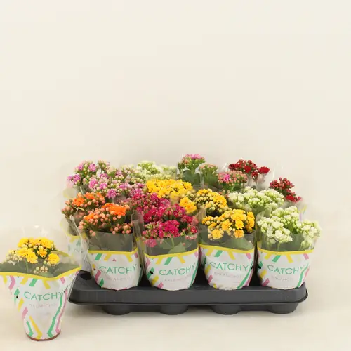 Kalanchoe Gef. mix T08 H015