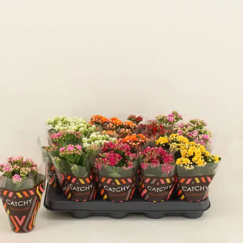 Kalanchoe Gef. mix T08 H015