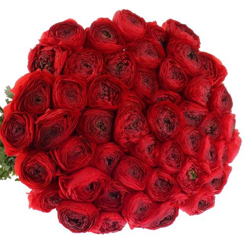 Ranunkel rot Cloni Ex 40cm