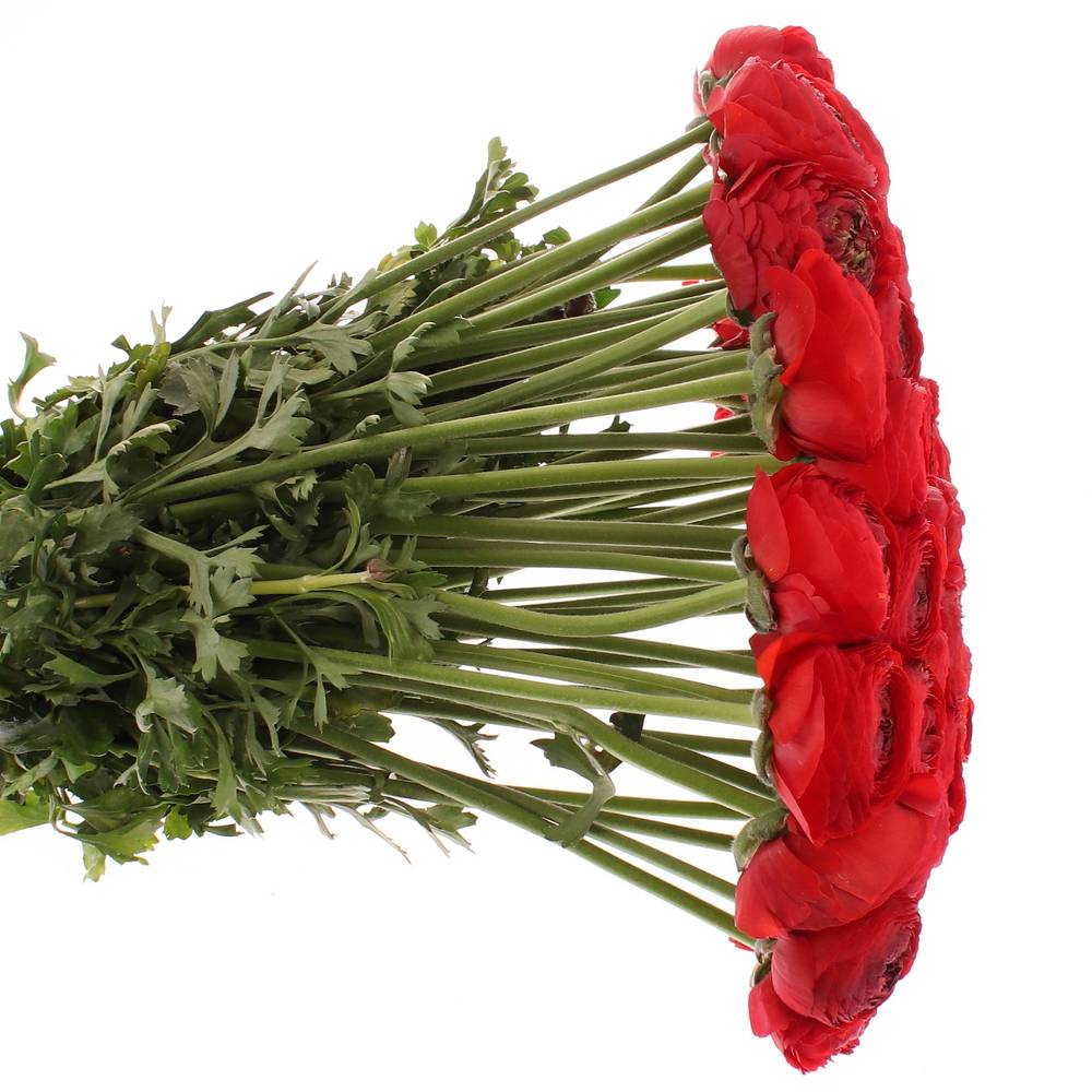 Ranunkel rot Cloni Ex 40cm