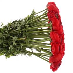 Ranunkel rot Cloni Ex 40cm