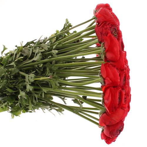 Ranunkel rot Cloni Ex 40cm